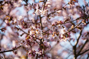 sakura blossom in warm spring morning