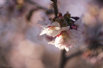 macro shot of sakura blossom in warm spring morning