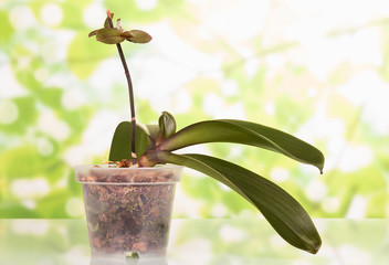 Vegetation period of phalaenopsis, appearance of new shoots, on light green