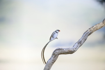 PINTAILED WHYDAH (Vidua macroura) Male bird in breeding plumage, Kwazulu Natal. 