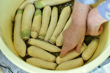 たくあん製作中