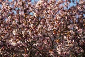 Fototapeta premium sakura blossom in warm spring morning