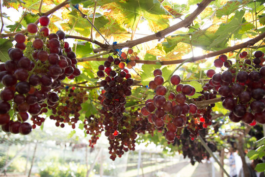 Grape on vine tree branch