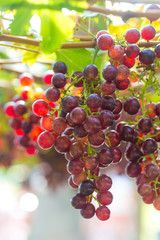 Wine grape with green leaf on branch