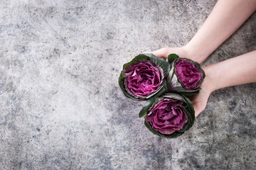 Pink ornamental cabbage plant on gray background.Organic fresh vegetables.