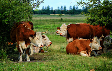 Calves on the field