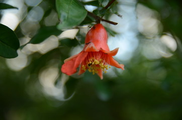 pomegranate flower