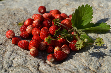 Wild strawberries on stone.