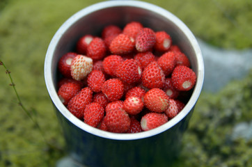 Wild strawberry in a cup