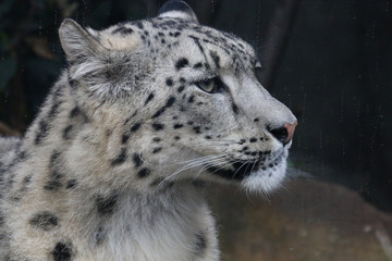 léopard blanc 1