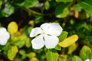 White Flower