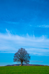 Obraz premium der Baum