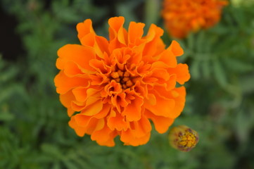 Orange Flower