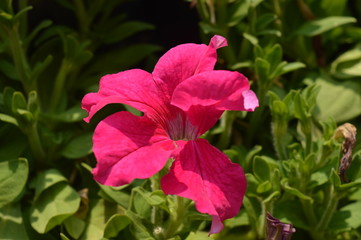 Obraz premium Pink Flower