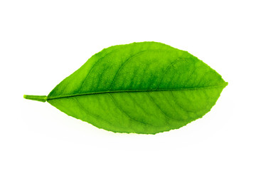 Fototapeta premium Green leaf of lemon closeup on white background
