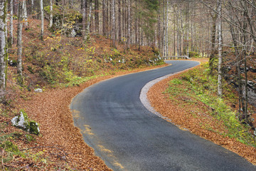 curved road in autumn forest in Slovenia