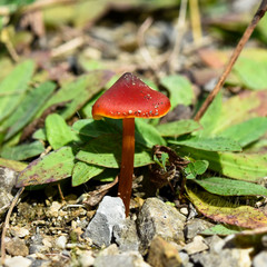 Pilze erkennen. Herbst