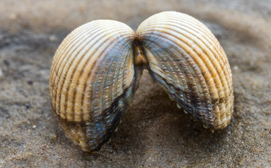 Herzmuscheln im Watt