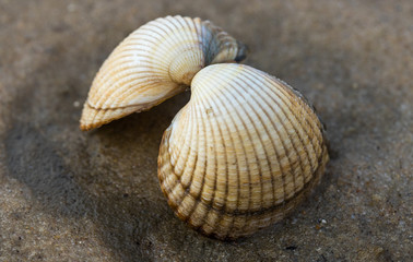 Herzmuscheln im Watt