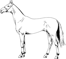 race horse without a harness drawn in ink by hand on white background in full length