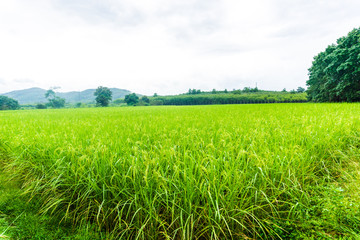 Green rice field in morning after the rain