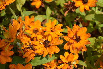 Orange Flower