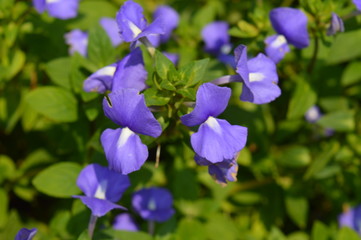Purple Flower