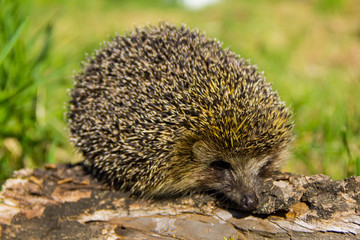 Young prickly hedgehog on the log