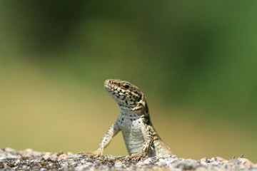 Contemplation du lezard