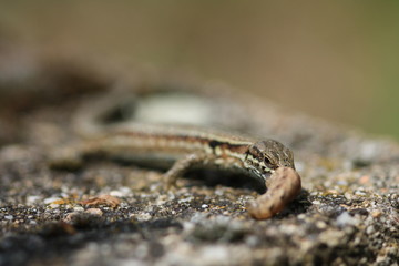 Festin du lezard