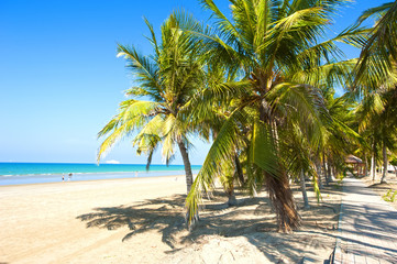 White sandy beach of Oman. Sea, palm trees, clean sand.
