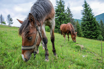 Horses grazing on Carpathian mountains meadow pasture in summer cloudy day