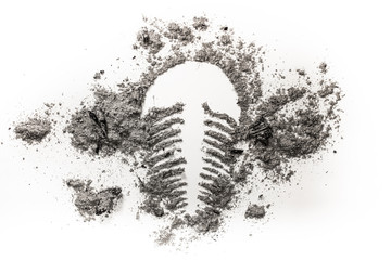 Trilobite fossil drawing made in ash, dirt or sand