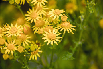 Flea Bane in Garden.