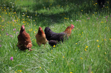 flock of chickens grazing on a traditional poultry farm in summer sunny day
