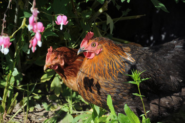 flock of chickens grazing on a traditional poultry farm in summer sunny day
