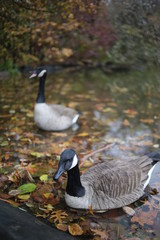 Two Geese in a Pond at Central Park in New York During Autumn with Fall Leaves in the Water
