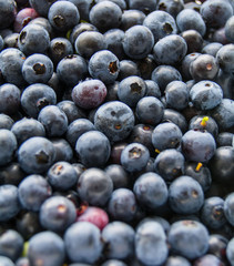 Blue Berries