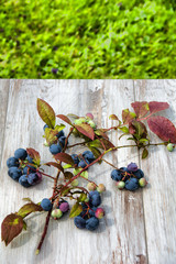 Blue Berries on wood