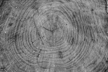 Wood texture background, wooden bark close up. Grunge textured monochome image