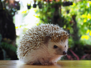 Cute hedgehog on a natural background.