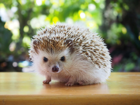 Cute hedgehog on a natural background.