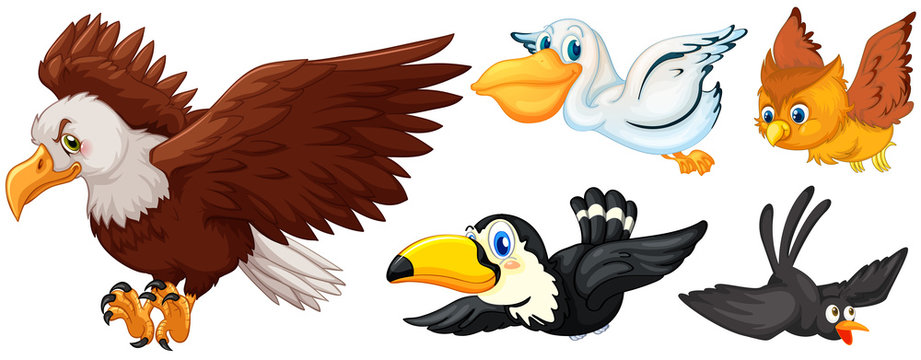 Different types of birds flying