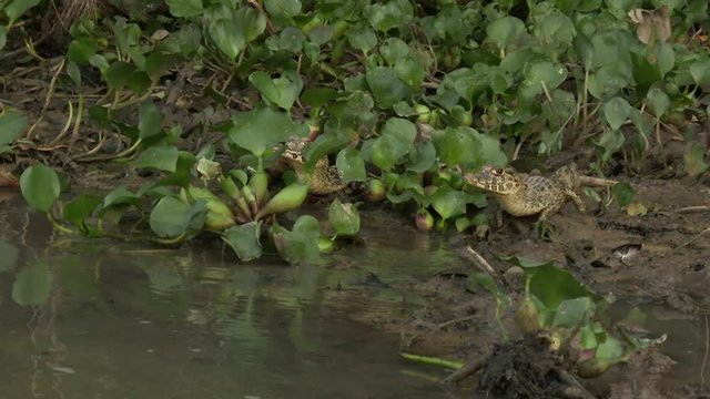 Yacare Caiman, juveniles, on river bank between water hyacinth, Pantanal, Brazil. Pan shot, high angle.