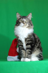 un chaton maine coon de couleur gris tigre avec un cou blanc et un regard fier et majestueux en position assis à coté d'un bonnet de noel sur fond vert