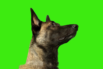 berger belge malinois portrait de profil avec regard attentif sur fond vert