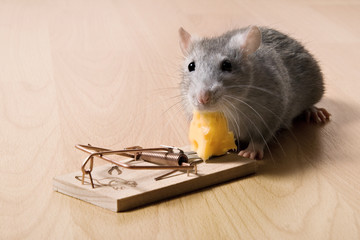 mouse trap, rat eating cheese in mousetrap
