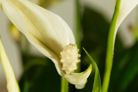 Peace lily flower (Spathiphyllum floribundum)