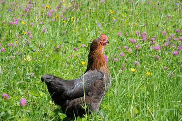  flock of chikens grazing on the green grass of village courtyard in summer sunny day