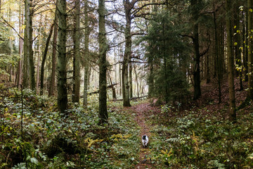 Herbstlicher Wald-Spaziergang in Norddeutschland